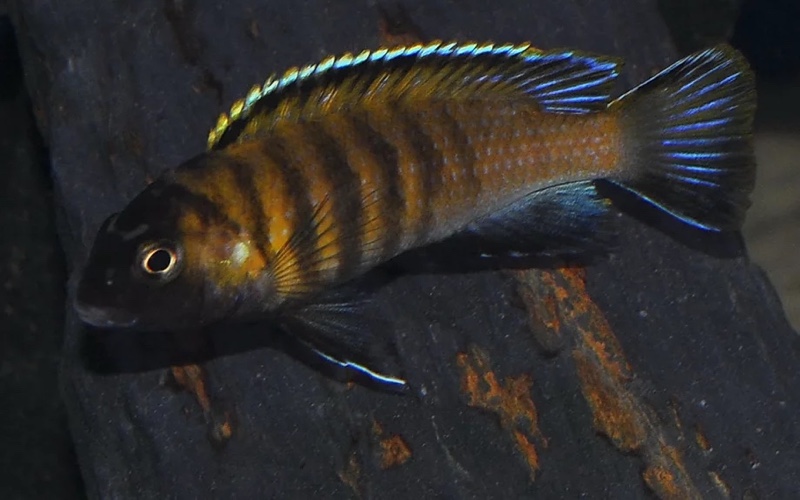 Tropheops sp. 'red fin' Usisya